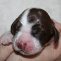Als 2e pup geboren